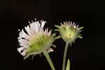 Snow squarestem